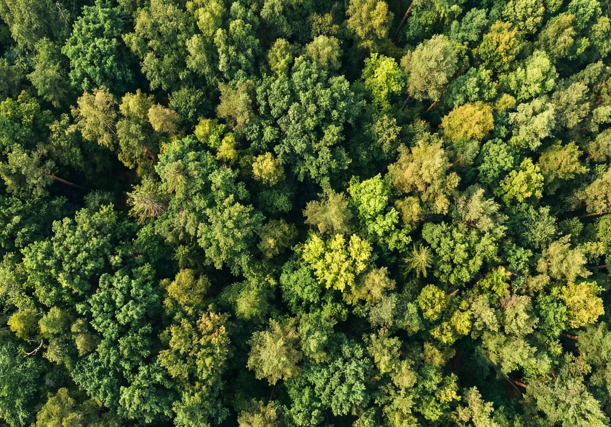 Wald aus der Vogelperspektive als Bild für Nachhaltigkeit