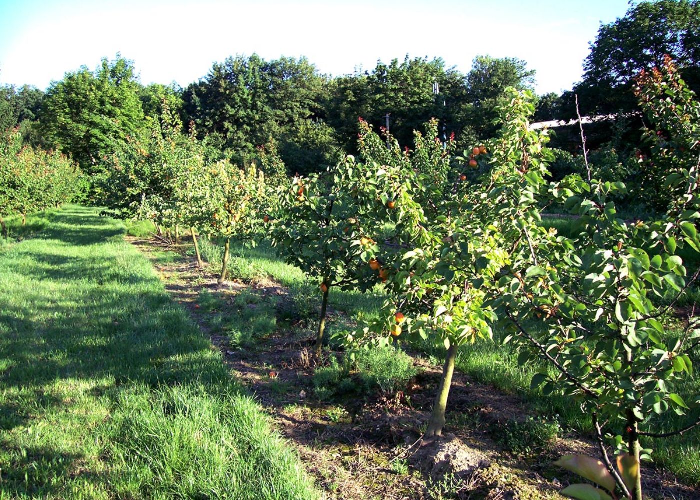 Apfelwiese Obst & Weinbau Burkhardt