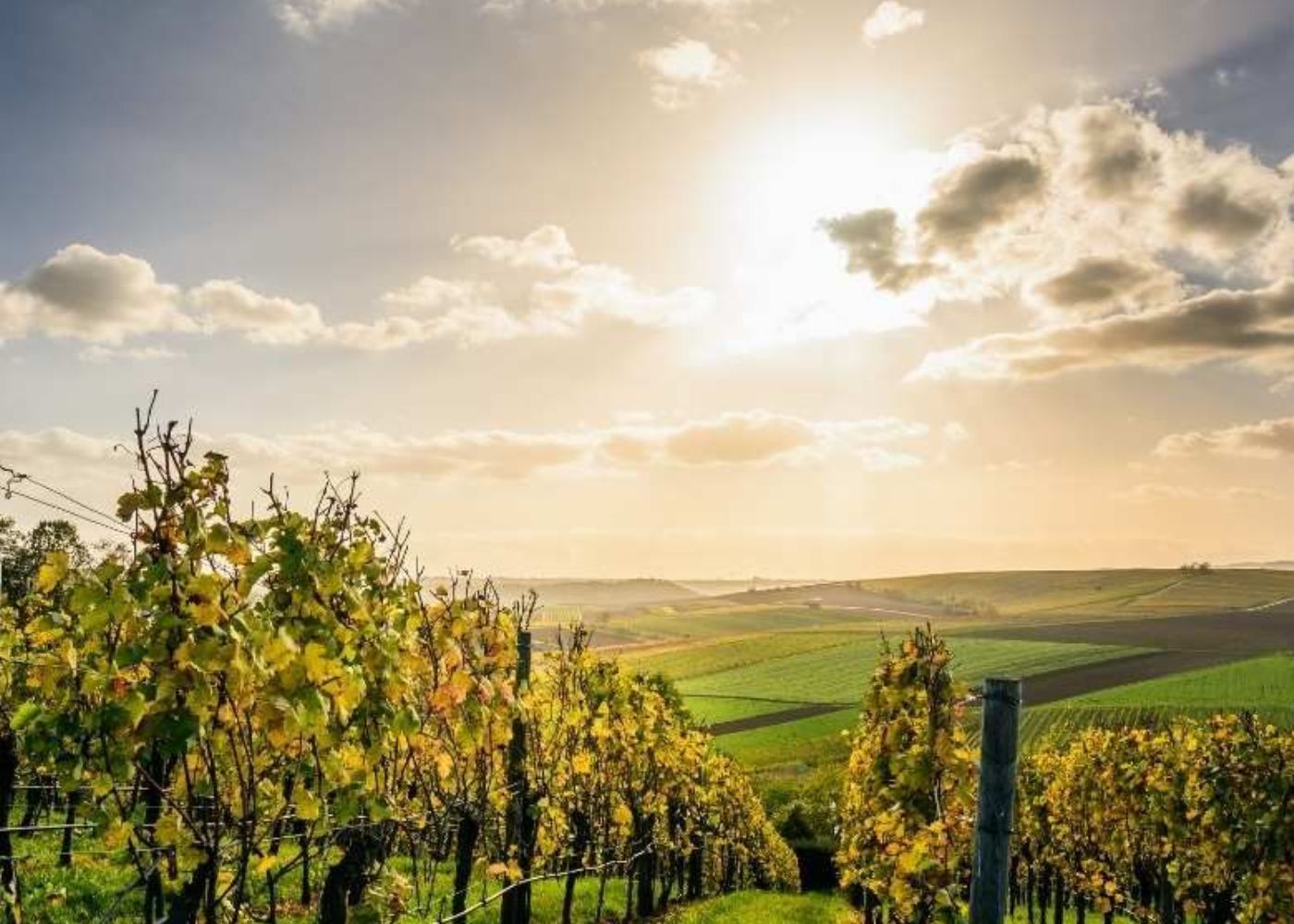 Weinberge im Rheingau