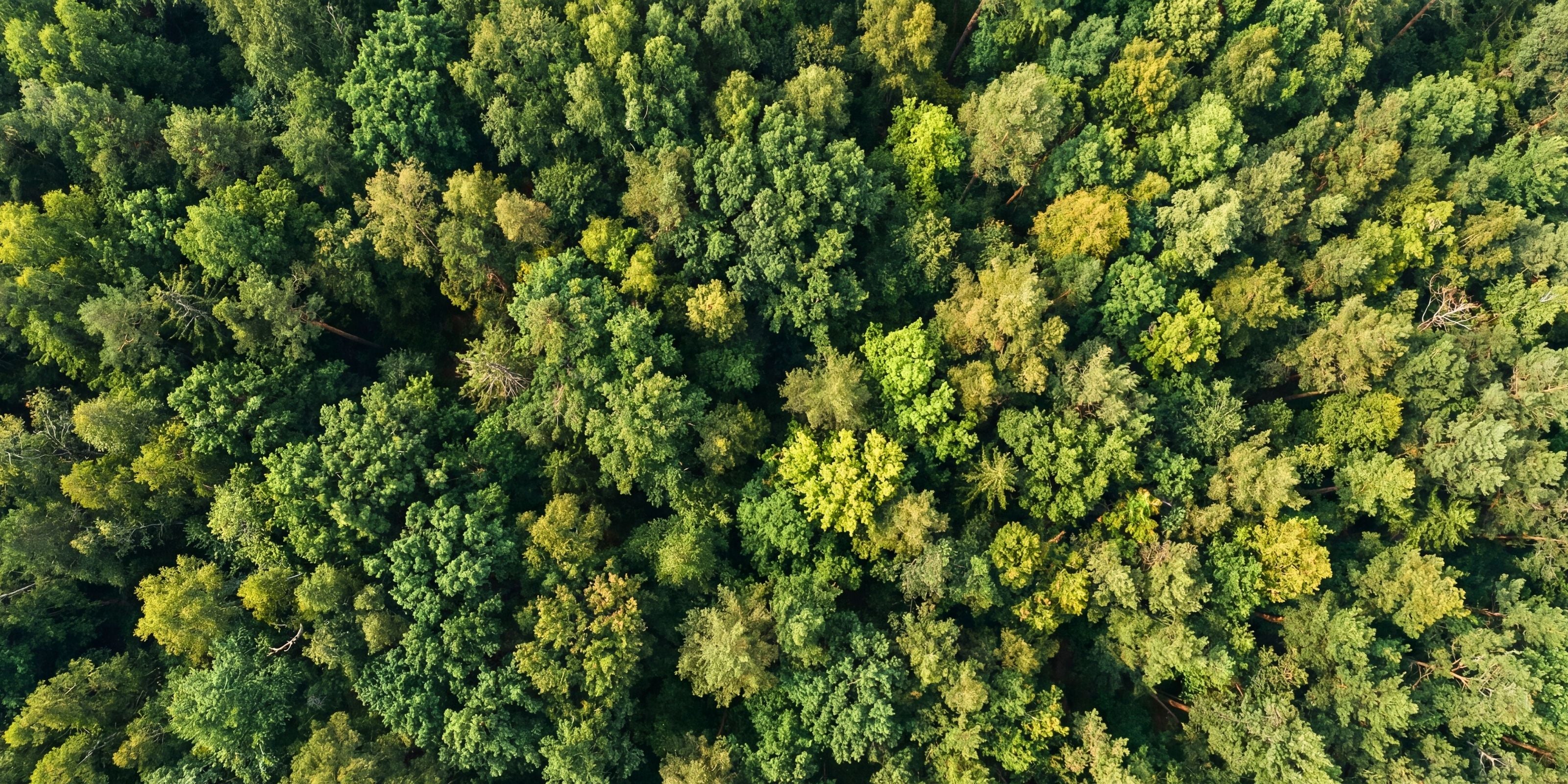 Wald aus der Vogelperspektive als Bild für Nachhaltigkeit